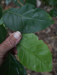 Micromelum minutum