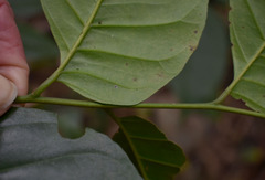 Micromelum minutum