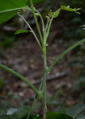 Micromelum minutum