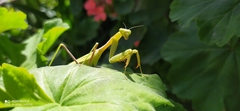 Stagmomantis limbata