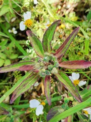 Euphorbia cuphosperma