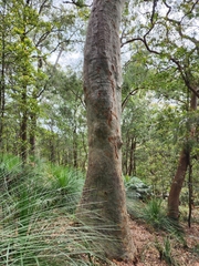 Corymbia maculata