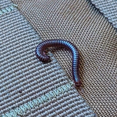 Diplopoda