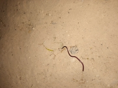 Rhinotyphlops lalandei