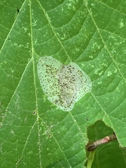 Phyllonorycter tiliacella