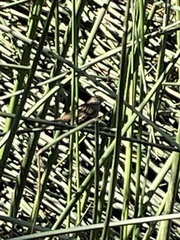 Zonotrichia atricapilla