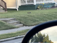 Sciurus carolinensis