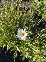 Leucanthemum maximum