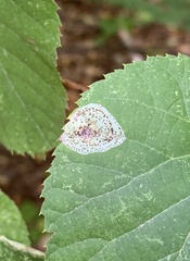 Phyllonorycter tiliacella
