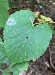 Phyllonorycter tiliacella