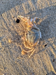 Liocarcinus