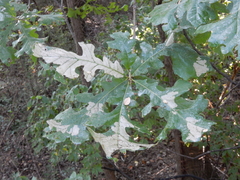 Erysiphe alphitoides