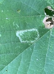 Phyllonorycter lucetiella