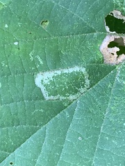 Phyllonorycter lucetiella