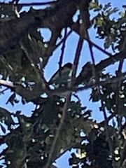 Spinus psaltria