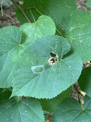 Phyllonorycter lucetiella