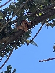 Spinus psaltria