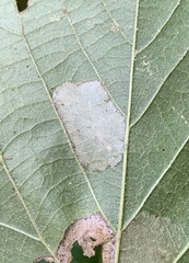 Phyllonorycter lucetiella