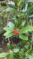 Ilex cornuta