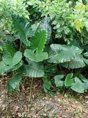 Alocasia macrorrhizos