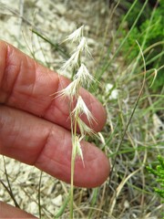 Bouteloua rigidiseta