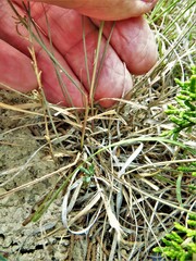 Bouteloua rigidiseta