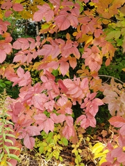 Fraxinus americana