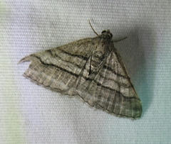 Digrammia continuata