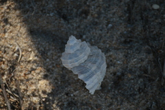 Muricidae
