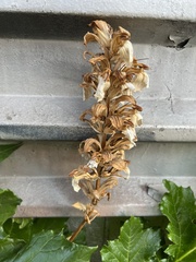 Acanthus mollis