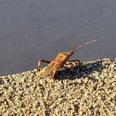 Leptoglossus occidentalis