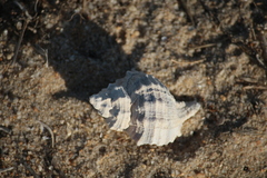 Muricidae