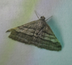 Digrammia continuata