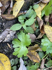 Ranunculus sceleratus