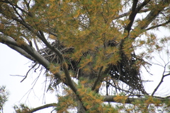 Haliaeetus leucocephalus
