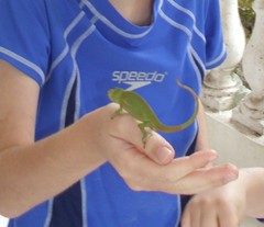 Furcifer cephalolepis