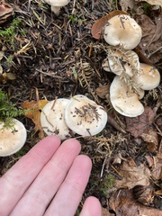 Hygrophorus chrysodon