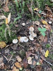 Hygrophorus chrysodon