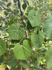 Vitis