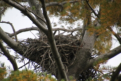 Haliaeetus leucocephalus