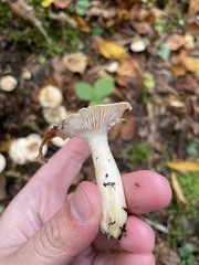 Hygrophorus chrysodon