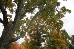 Haliaeetus leucocephalus