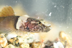 Chromogobius quadrivittatus