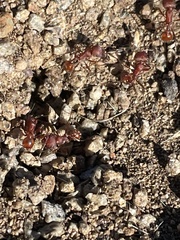 Pogonomyrmex occidentalis