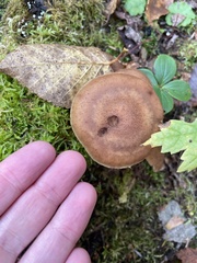 Armillaria sinapina