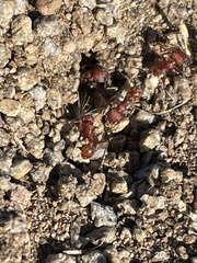 Pogonomyrmex occidentalis