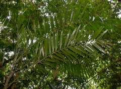 Ptychosperma macarthurii