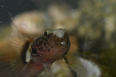 Chromogobius quadrivittatus