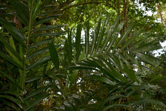 Ptychosperma macarthurii