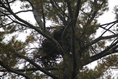 Haliaeetus leucocephalus